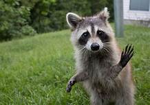 Can You Have a Pet Raccoon in Arizona?