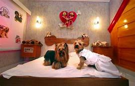 Do Super 8 Hotels Allow Pets?