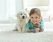 How Often Should You Clean Carpets with Pets?