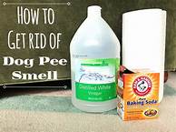 How to Get Pet Urine Out of Rug