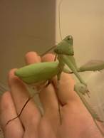 How to Keep a Mantis as a Pet