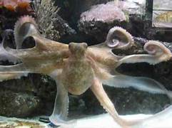 Can You Keep Octopus as Pets?