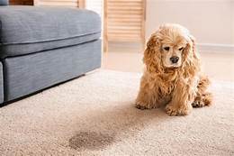 How Do You Get Rid of Pet Odor in Carpet