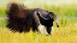 Do Anteaters Make Good Pets?