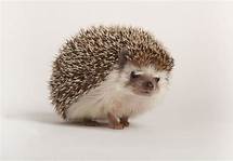 How to Care for a Hedgehog as a Pet
