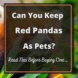 Can You Keep Red Pandas as Pets?