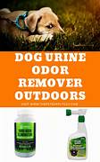How To Eliminate Pet Urine Odor
