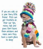 How to Keep Pets Warm Outside