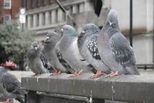 How Long Do Pet Pigeons Live?