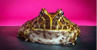 How to Keep a Horned Toad as a Pet