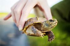 How to Care for Turtles as Pets