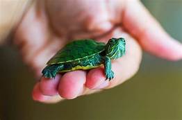 How Long Can Pet Turtles Live?