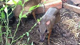 Can You Have a Mouse Deer as a Pet?