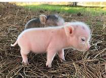 How Much is a Pet Pig