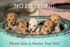 Why You Should Spay and Neuter Your Pets