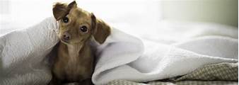 Will Bed Bugs Feed on Pets?