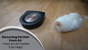 Will an Air Purifier Help with Pet Hair?