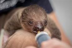 Would a Sloth Make a Good Pet?