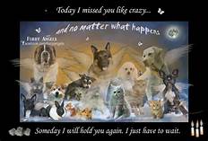 Will Our Pets Be in Heaven with Us?