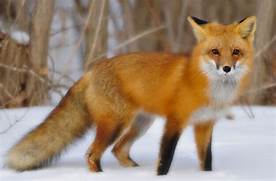 Would a Fox Make a Good Pet?