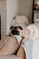 Will Bed Bugs Bite Pets?