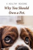 Why You Should Own a Pet