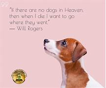 Will Our Pets Go to Heaven?