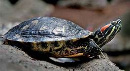 Will a Pet Turtle Survive in the Wild?